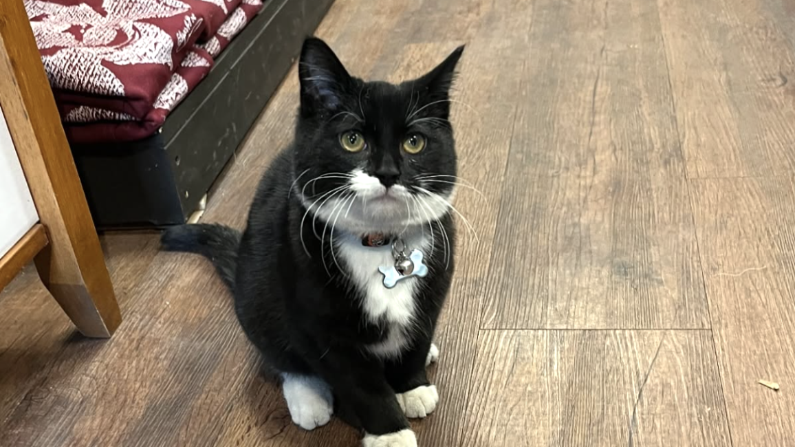Tib the black and white kitten wearing a collar